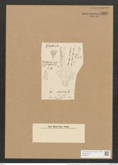 Schizonema setaceum var. polyclados (Ktz.) Grun. (de-Toni-Nr.: Genus 20, Species 1192) Zeichnungen Sammlung Grunow Nr. 2299 (NHMW-BOT-W0369421)